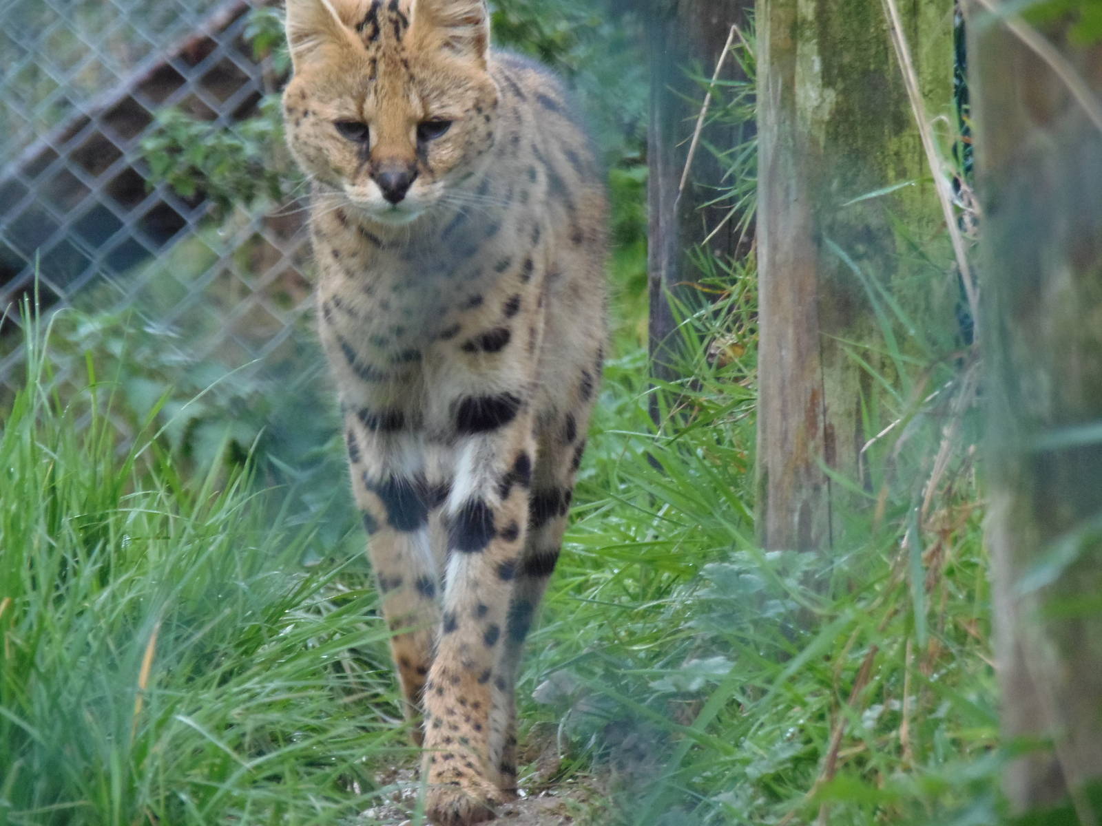 serval