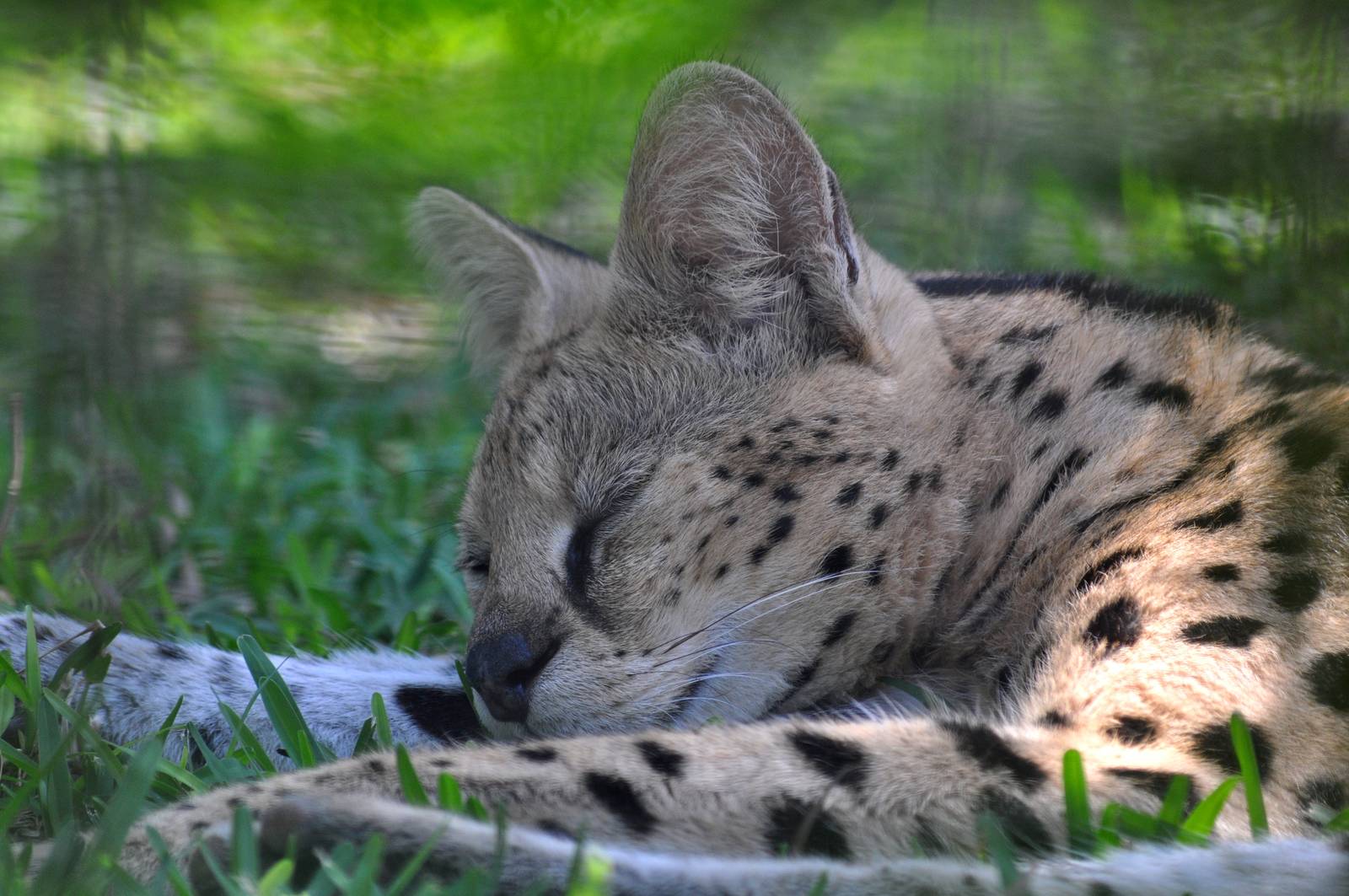 Serval