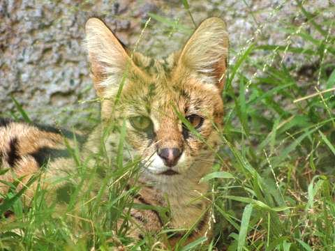Serval
