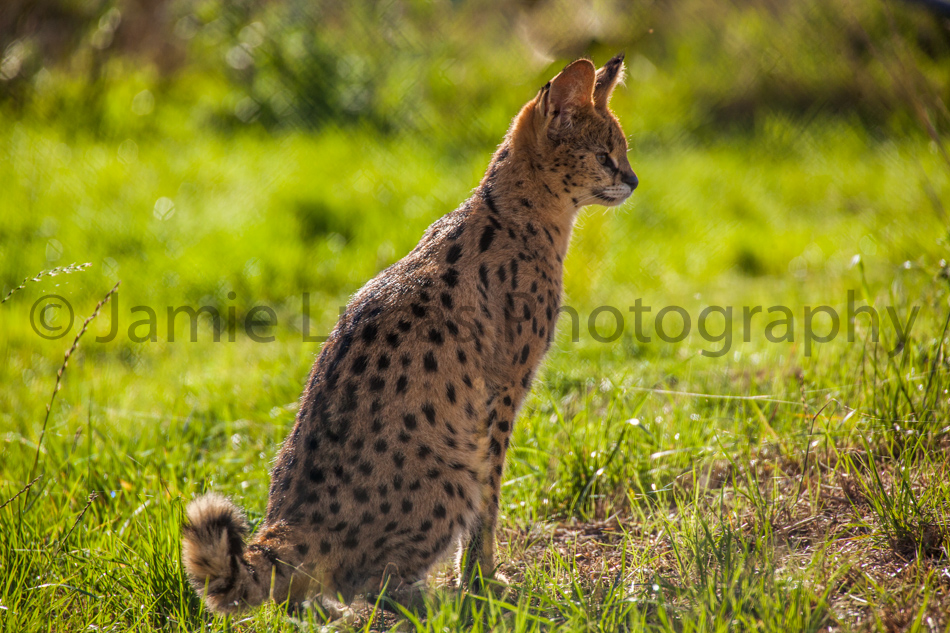 Serval