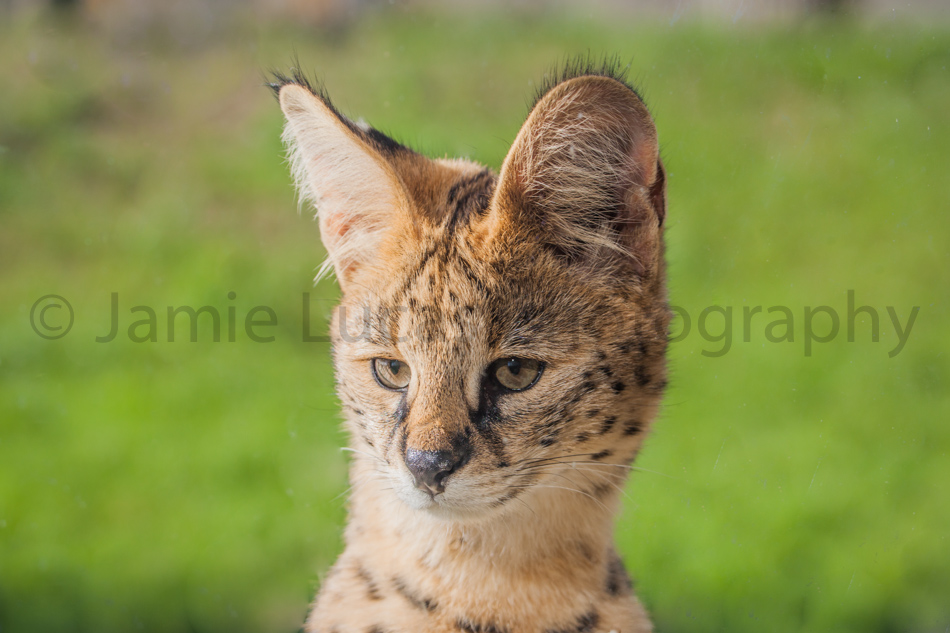 Serval
