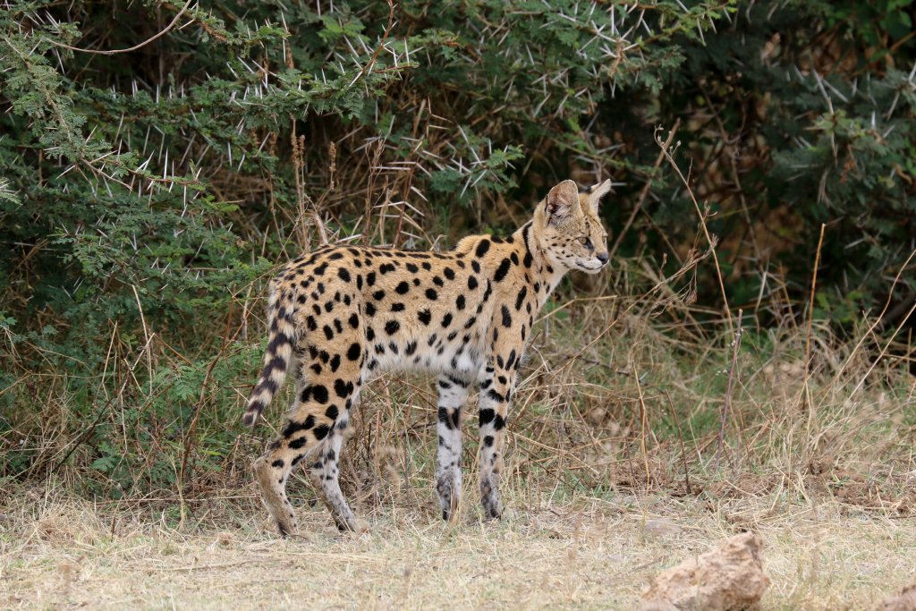 Serval