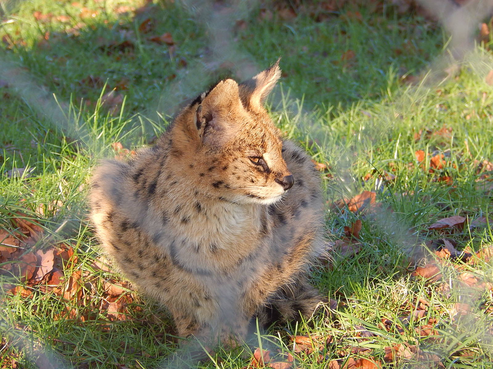 Serval
