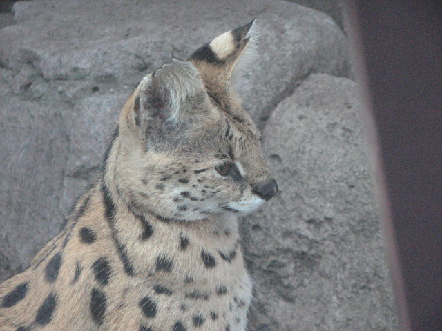 Serval