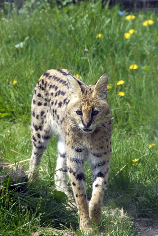 Serval