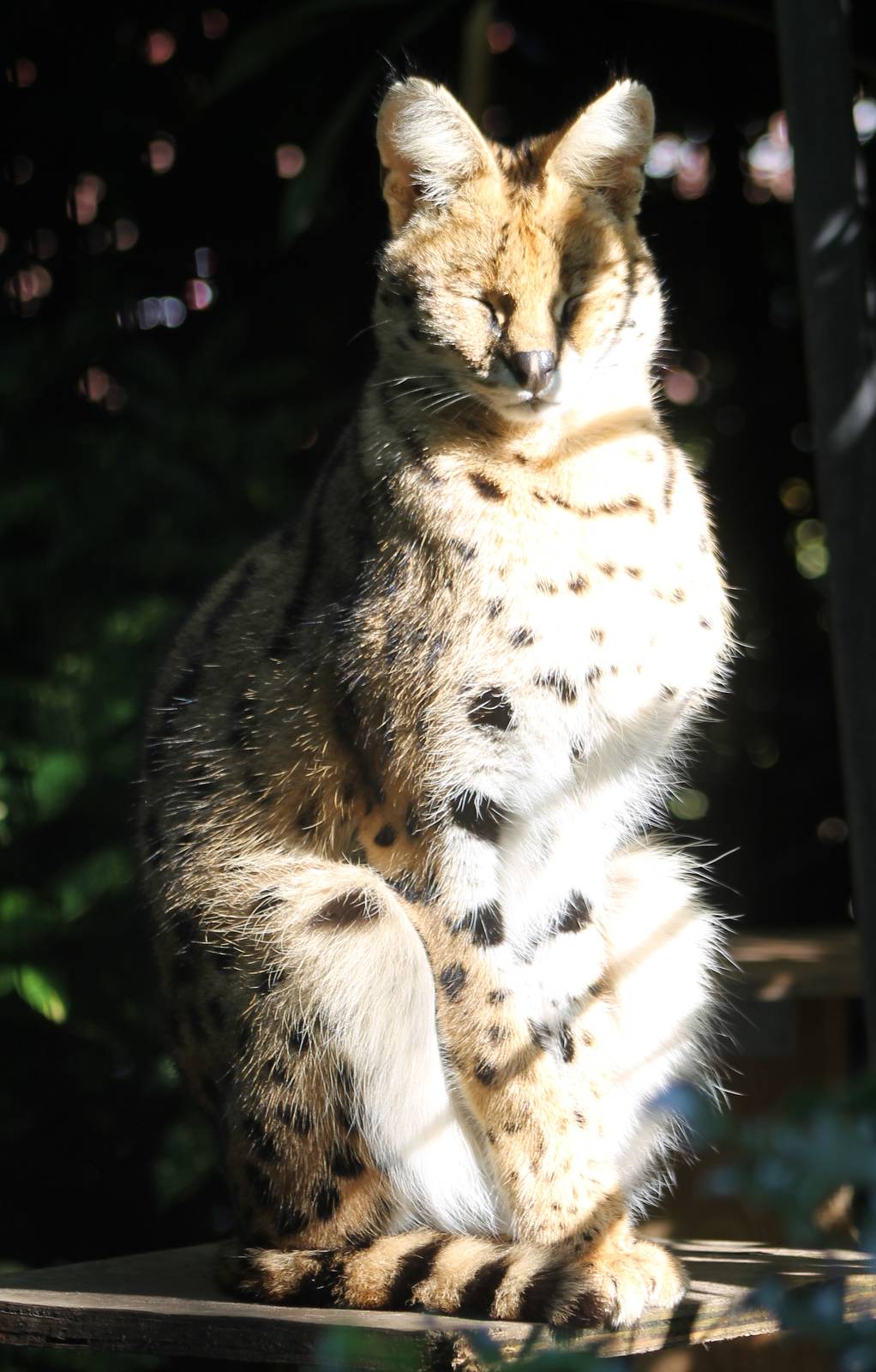 Serval