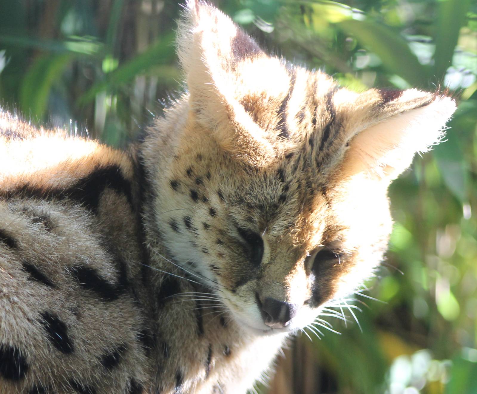 Serval