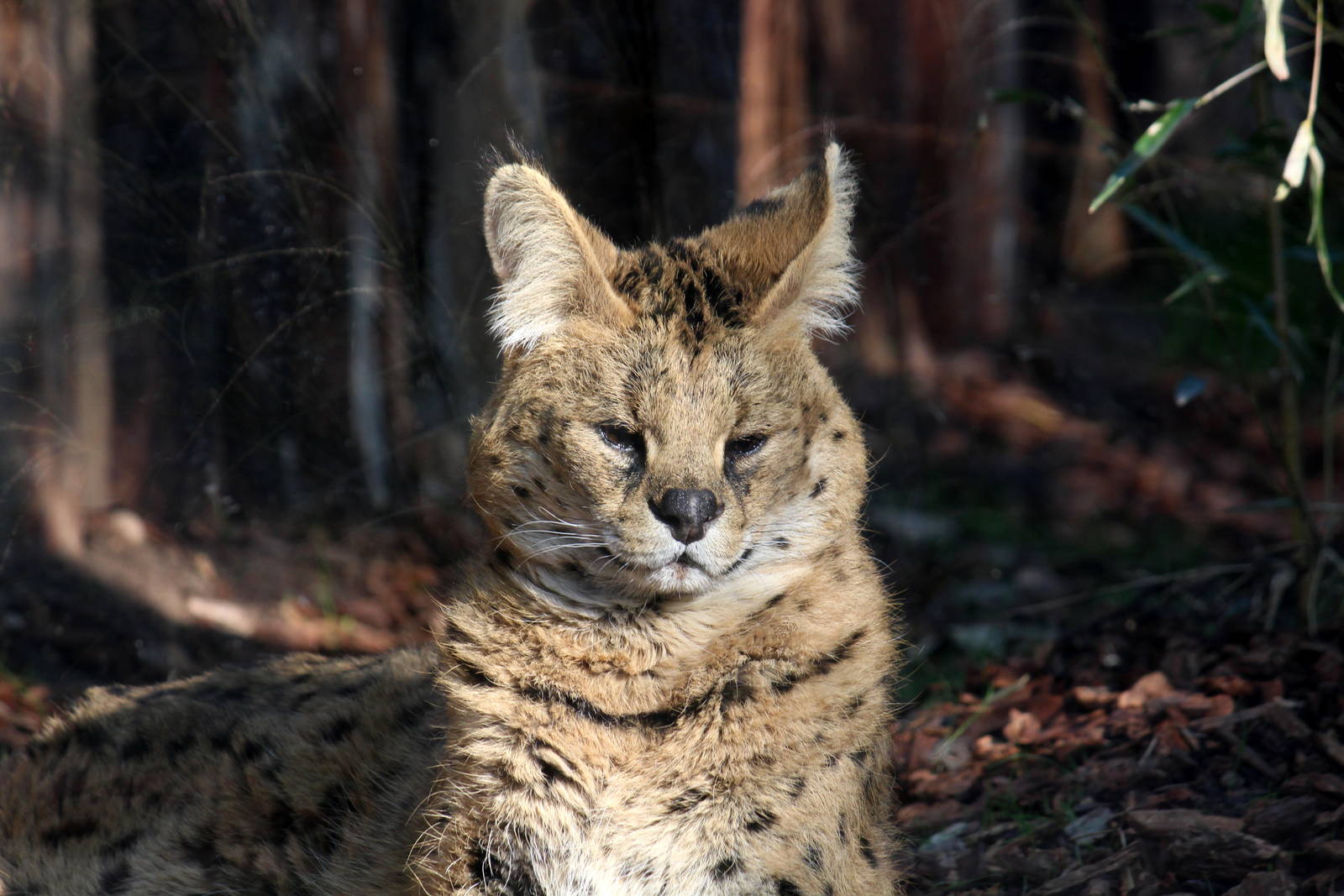 Serval