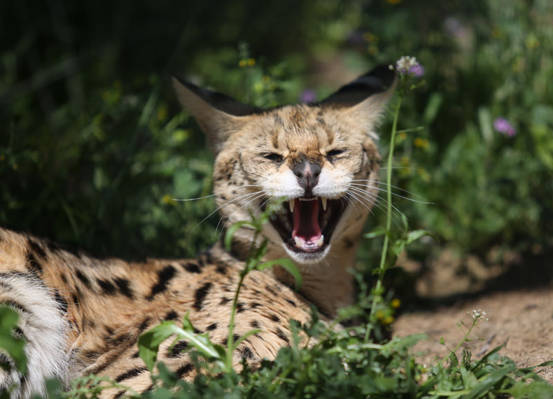 serval