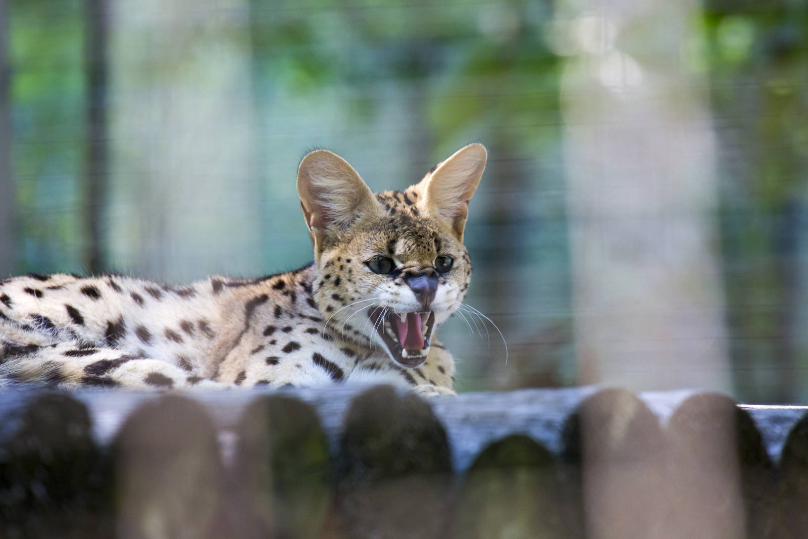 Serval
