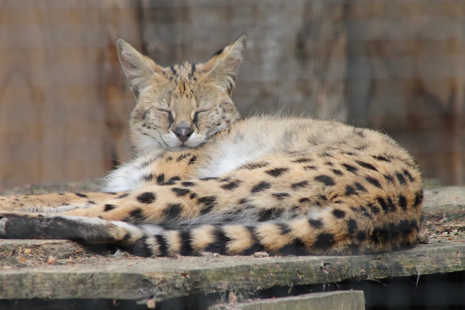 Serval