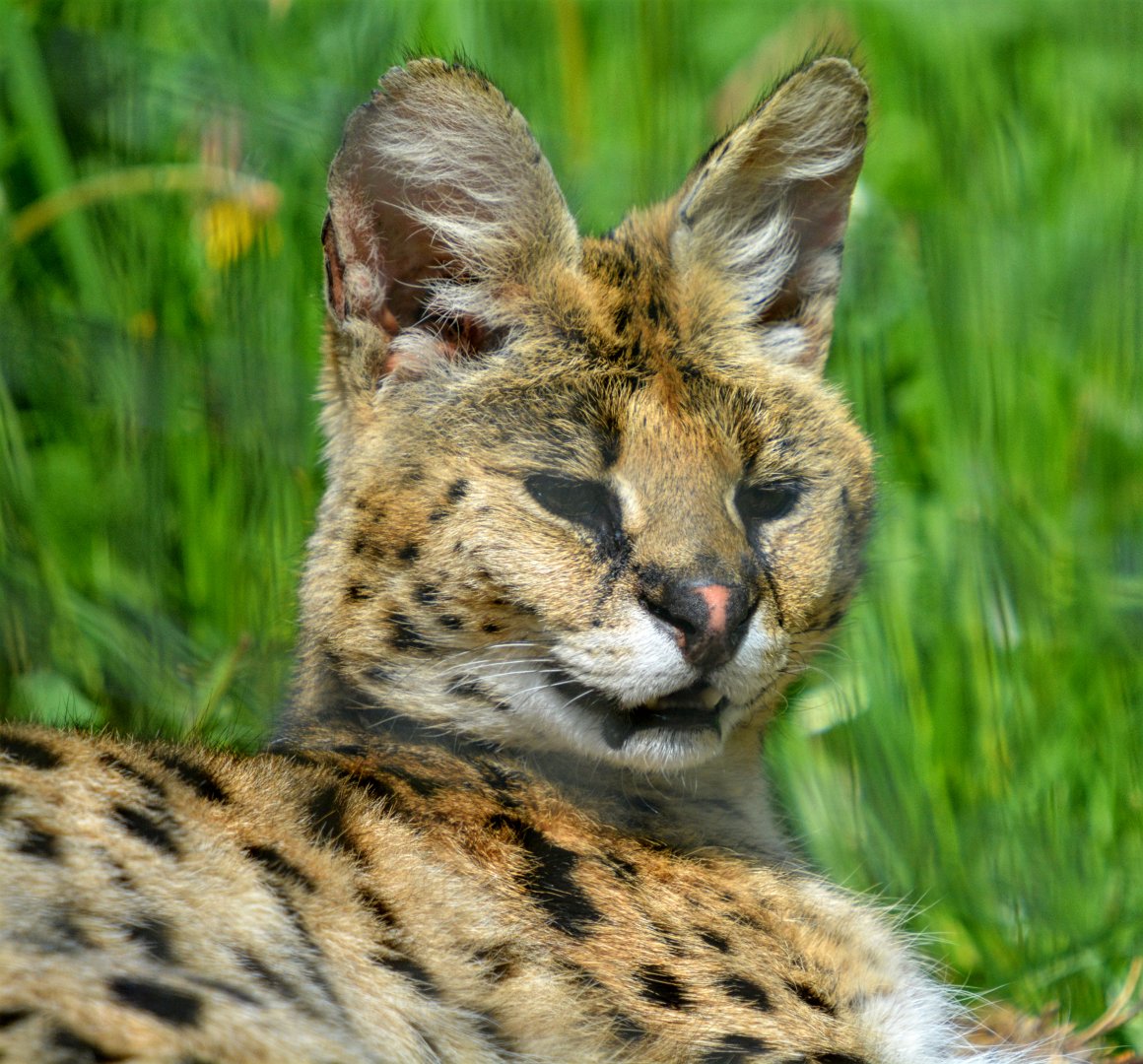 Serval