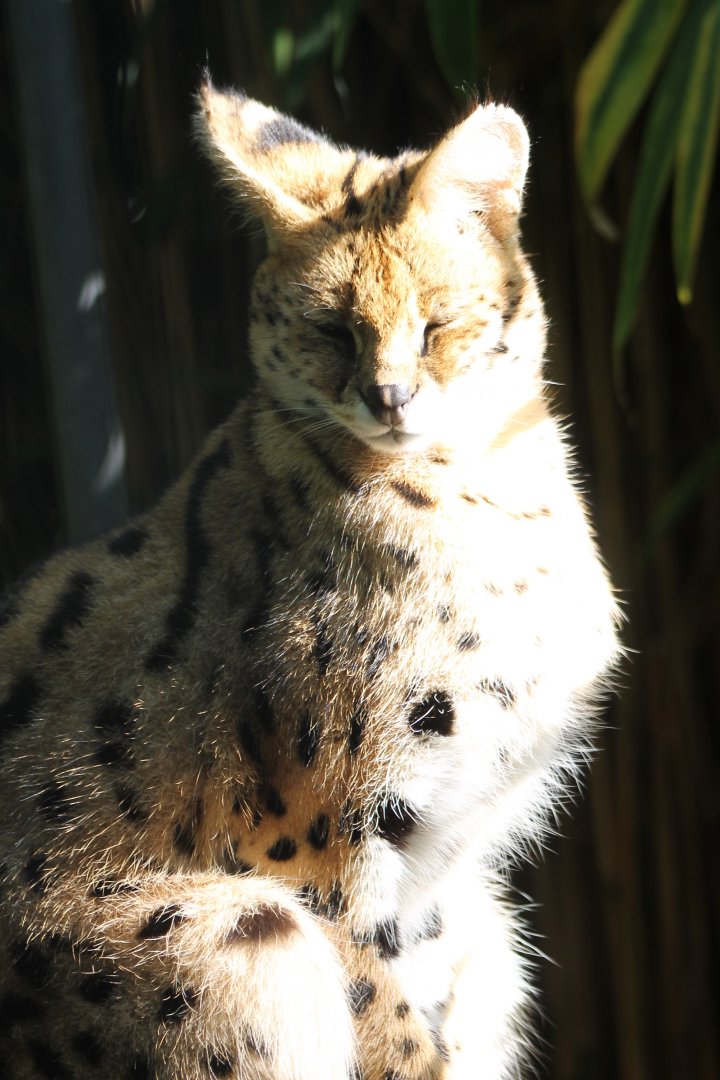 Serval