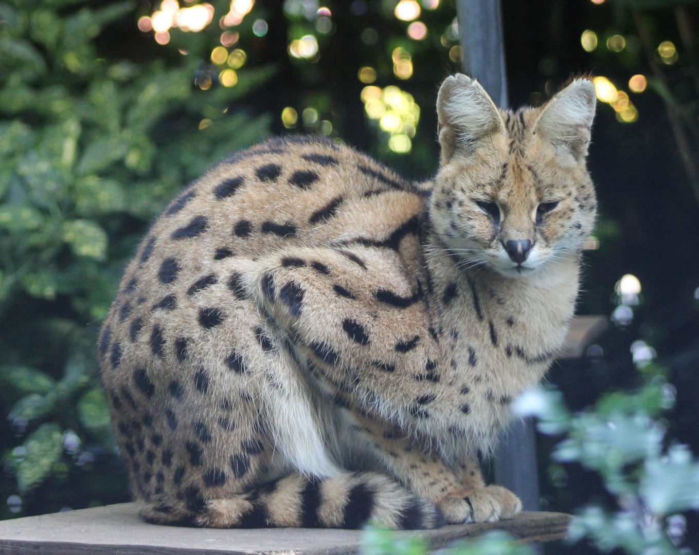 Serval