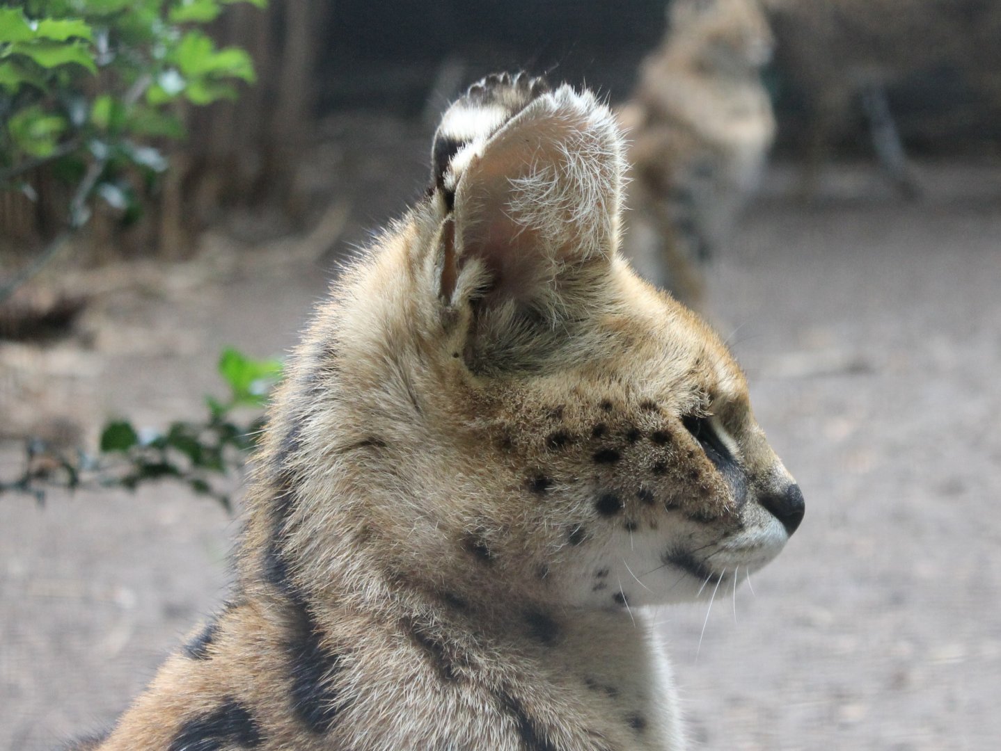 Serval