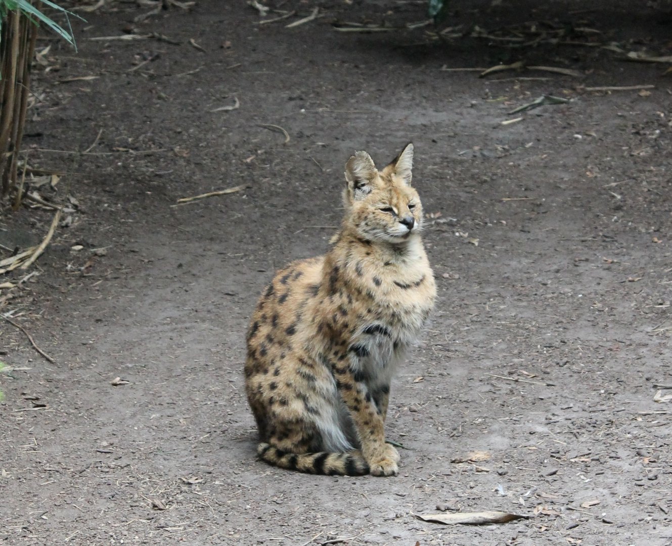 Serval
