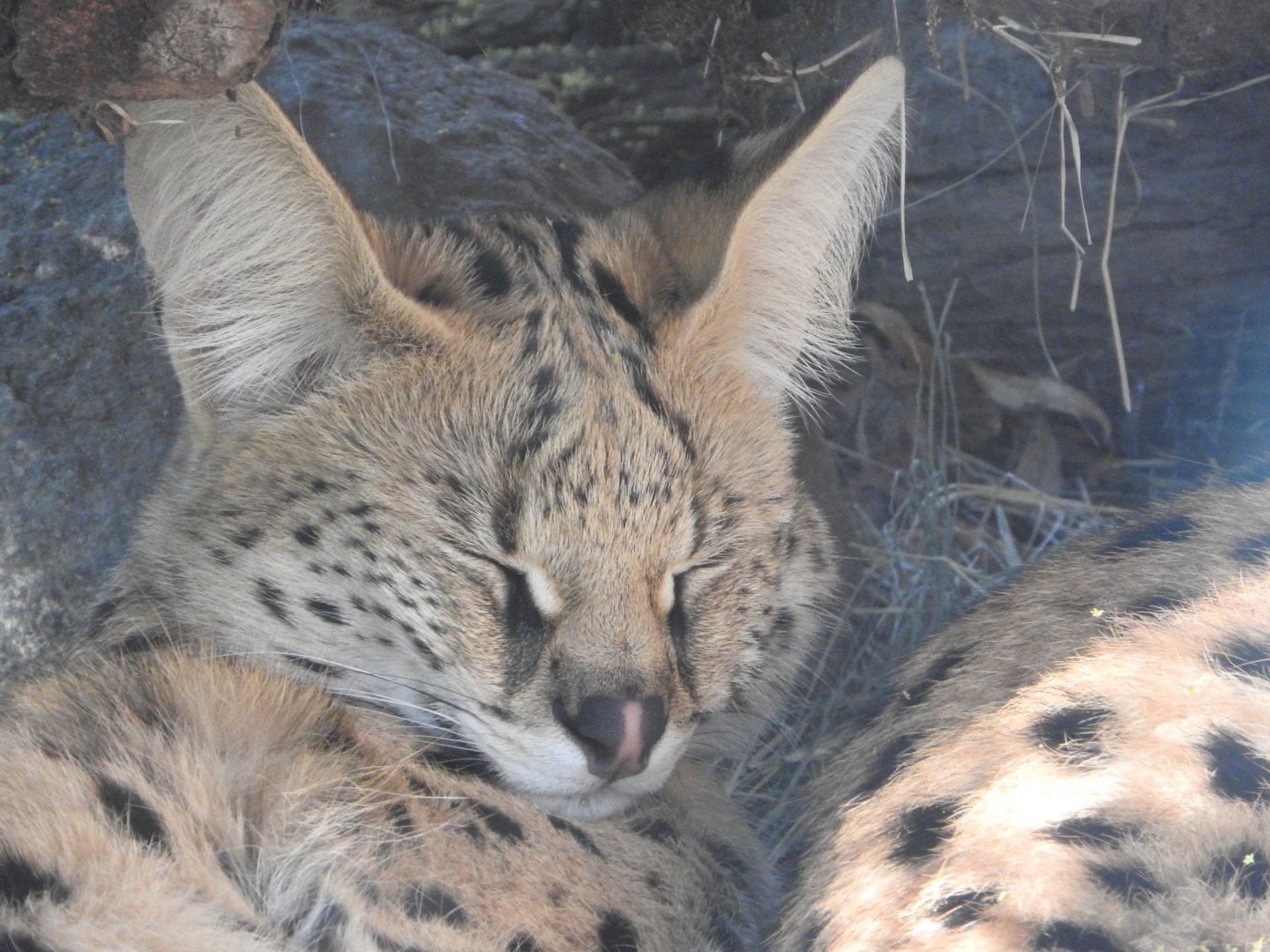 Serval