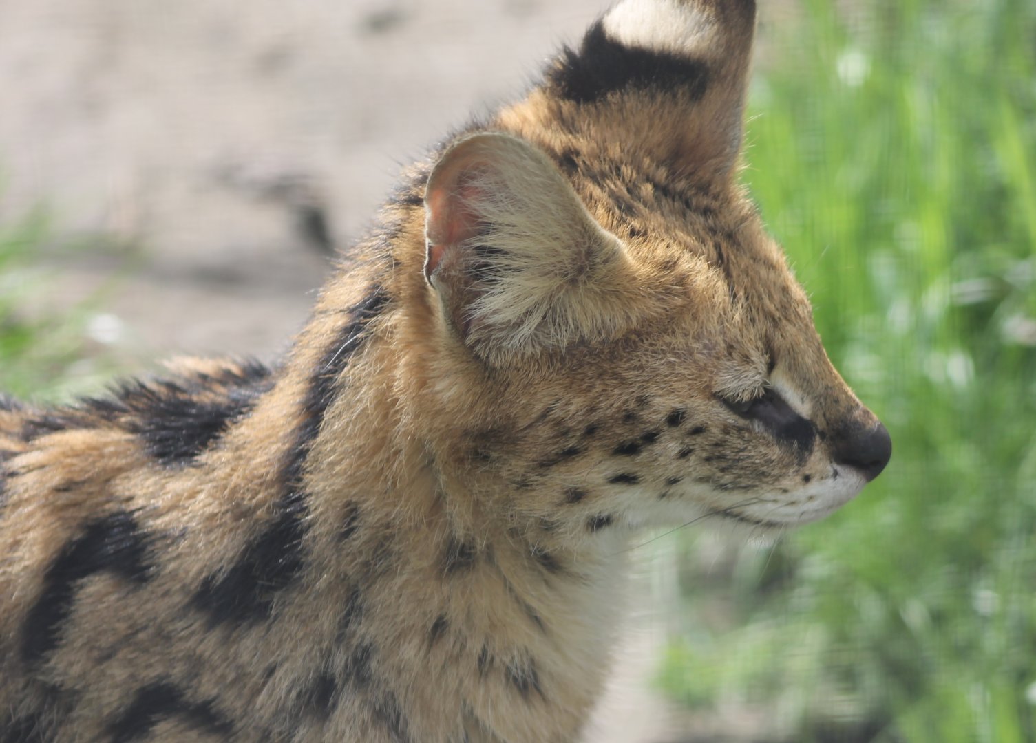 Serval