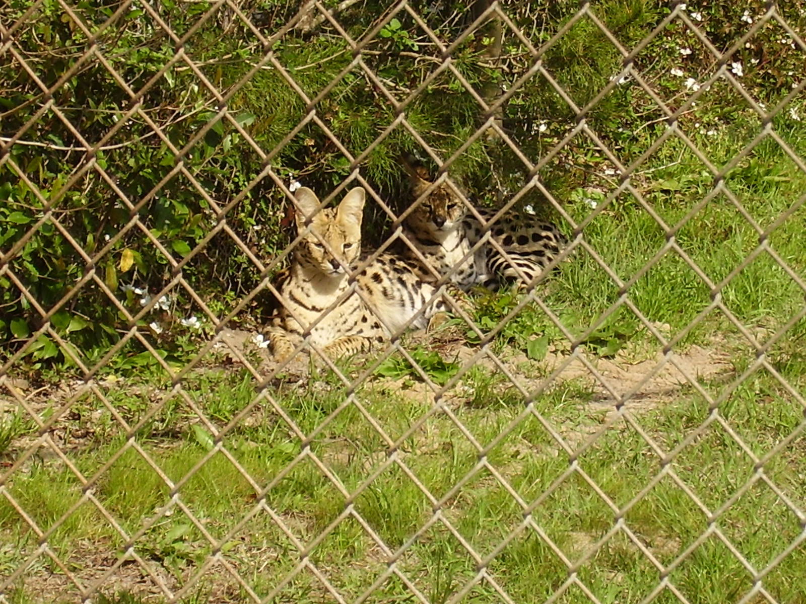 Serval