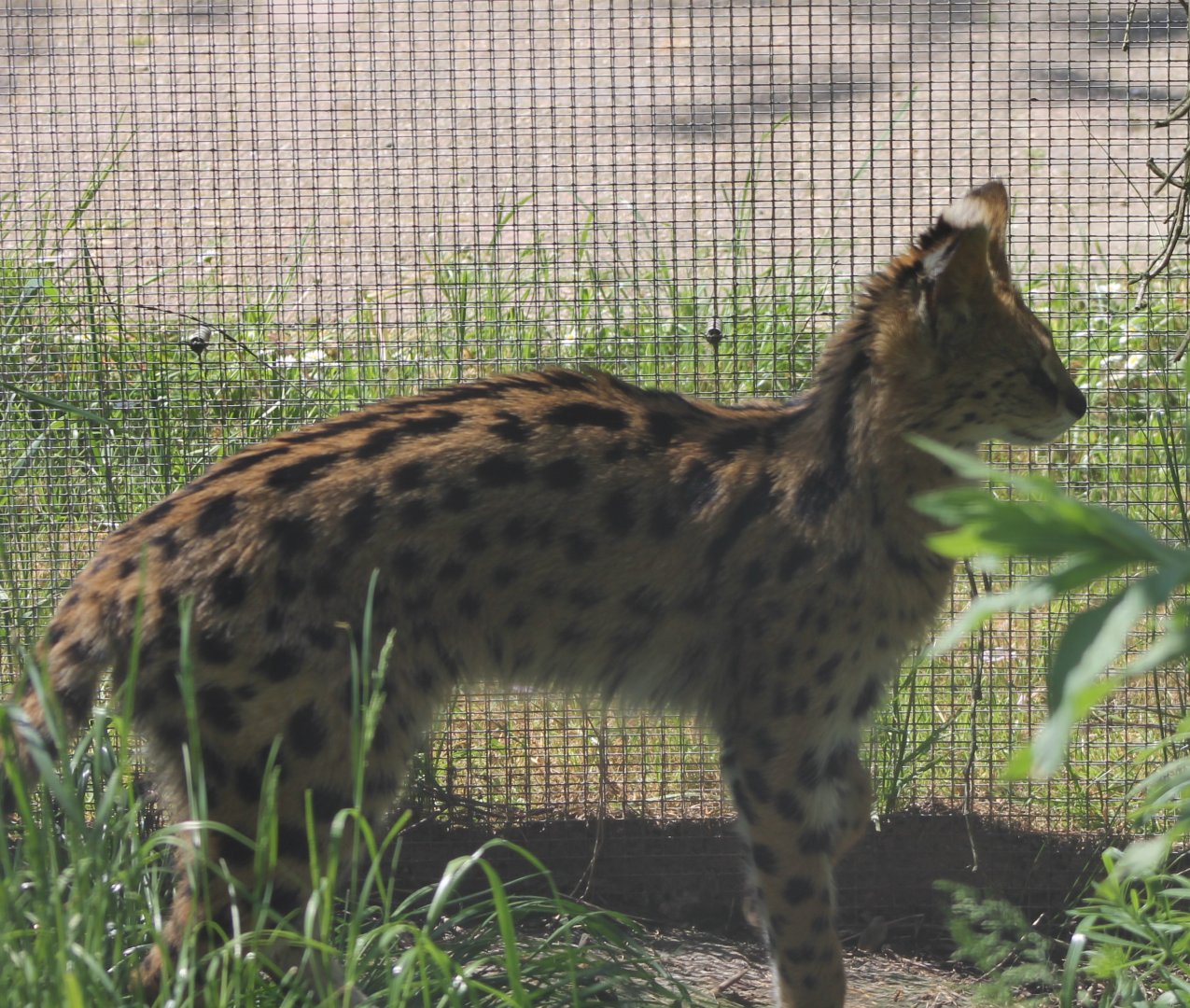 Serval