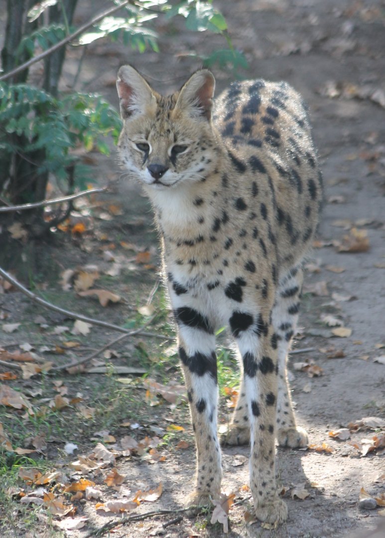 Serval