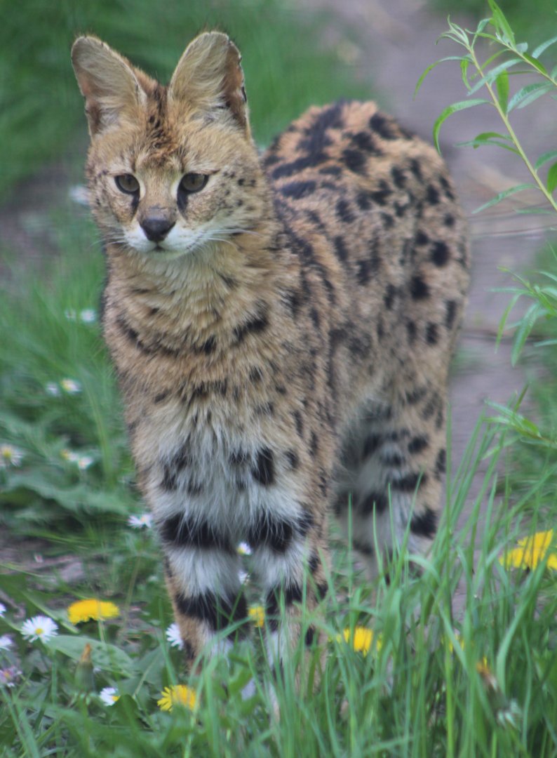 Serval