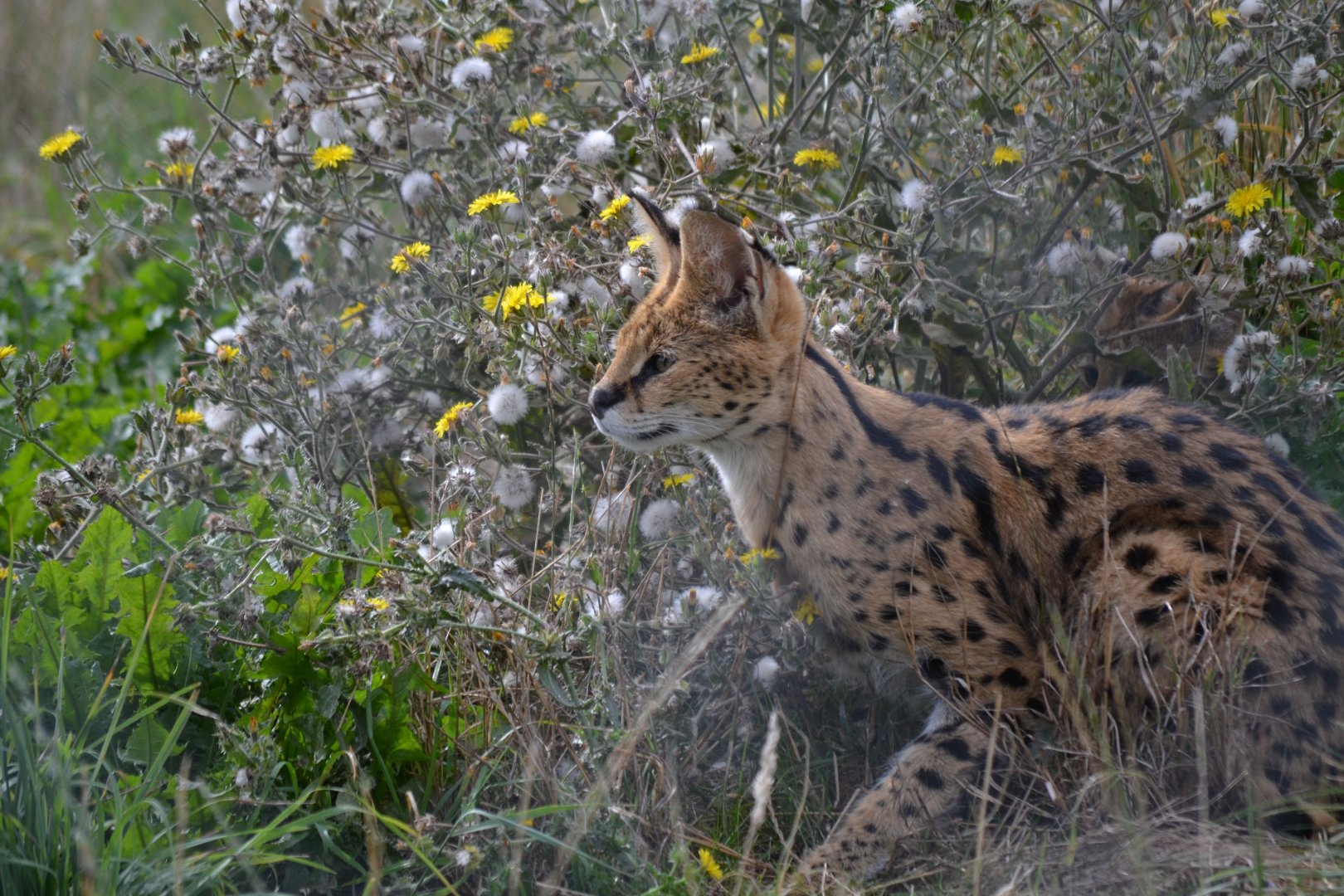 Serval