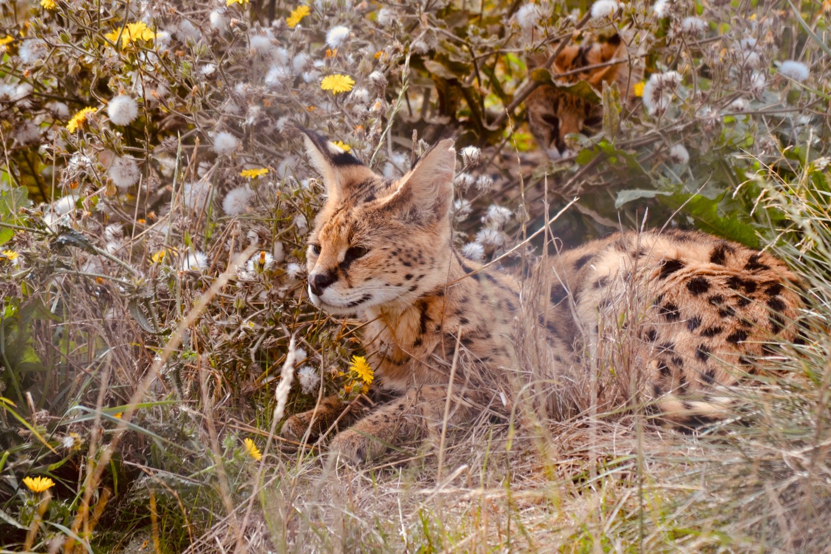 Serval