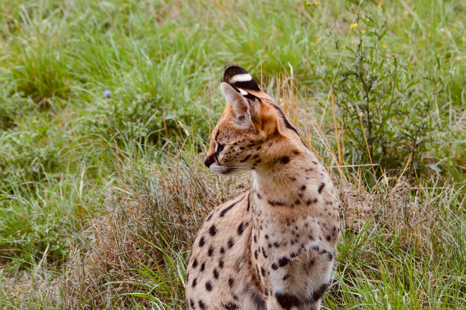 Serval