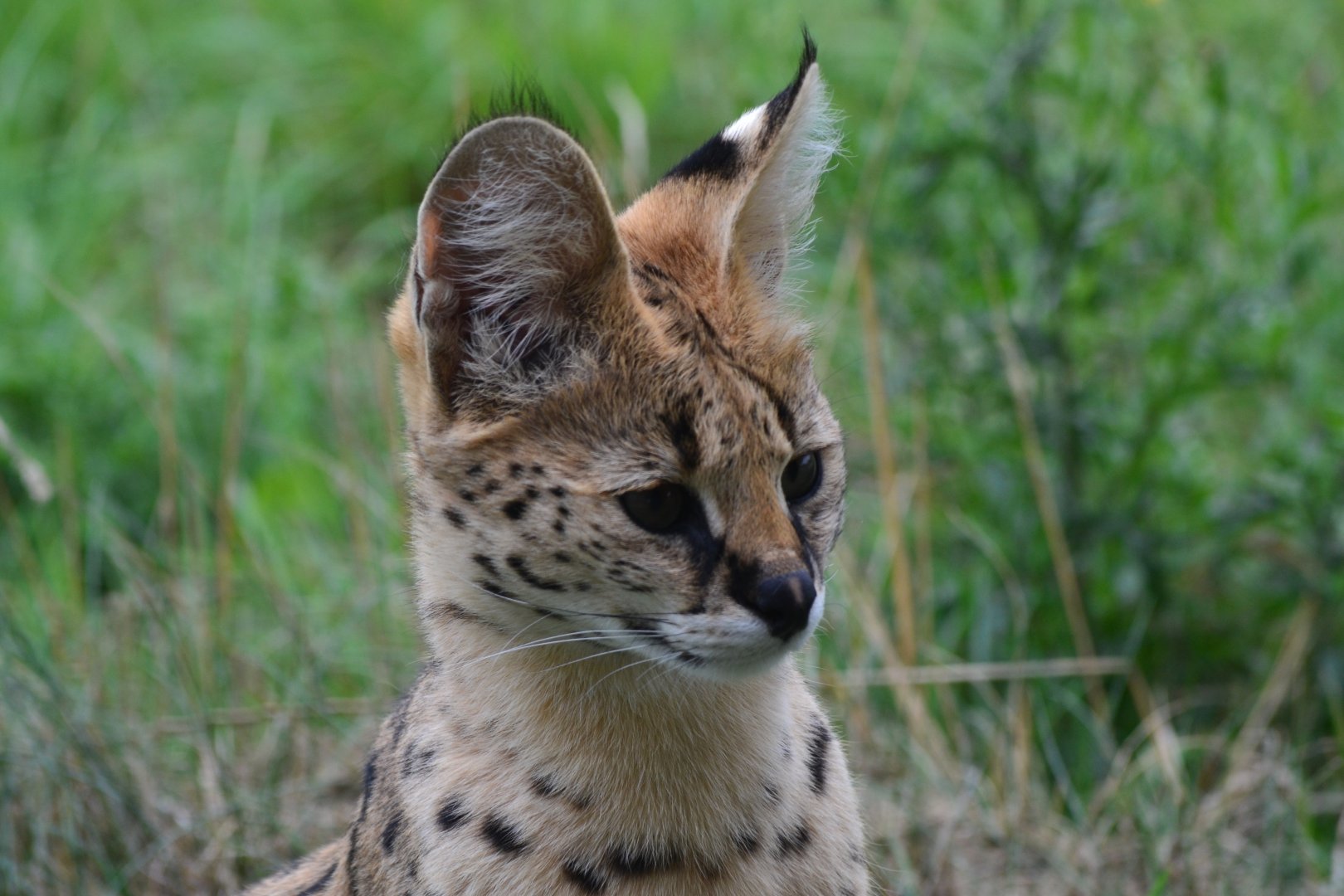 Serval