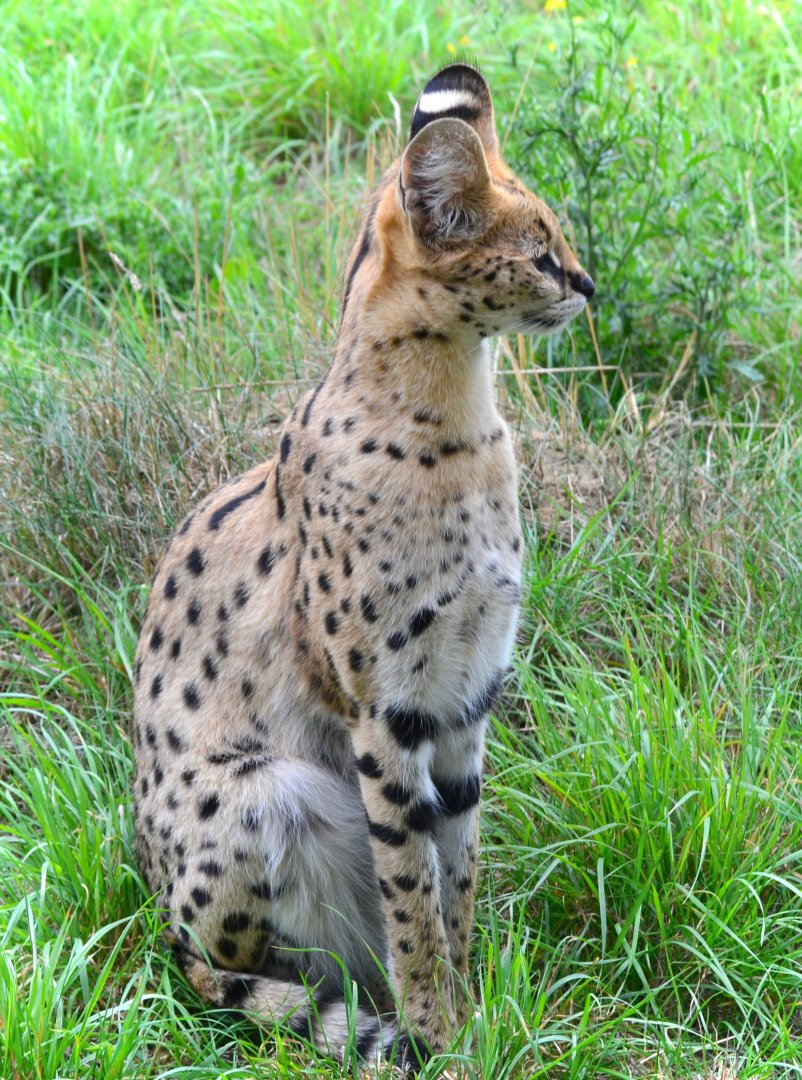 Serval