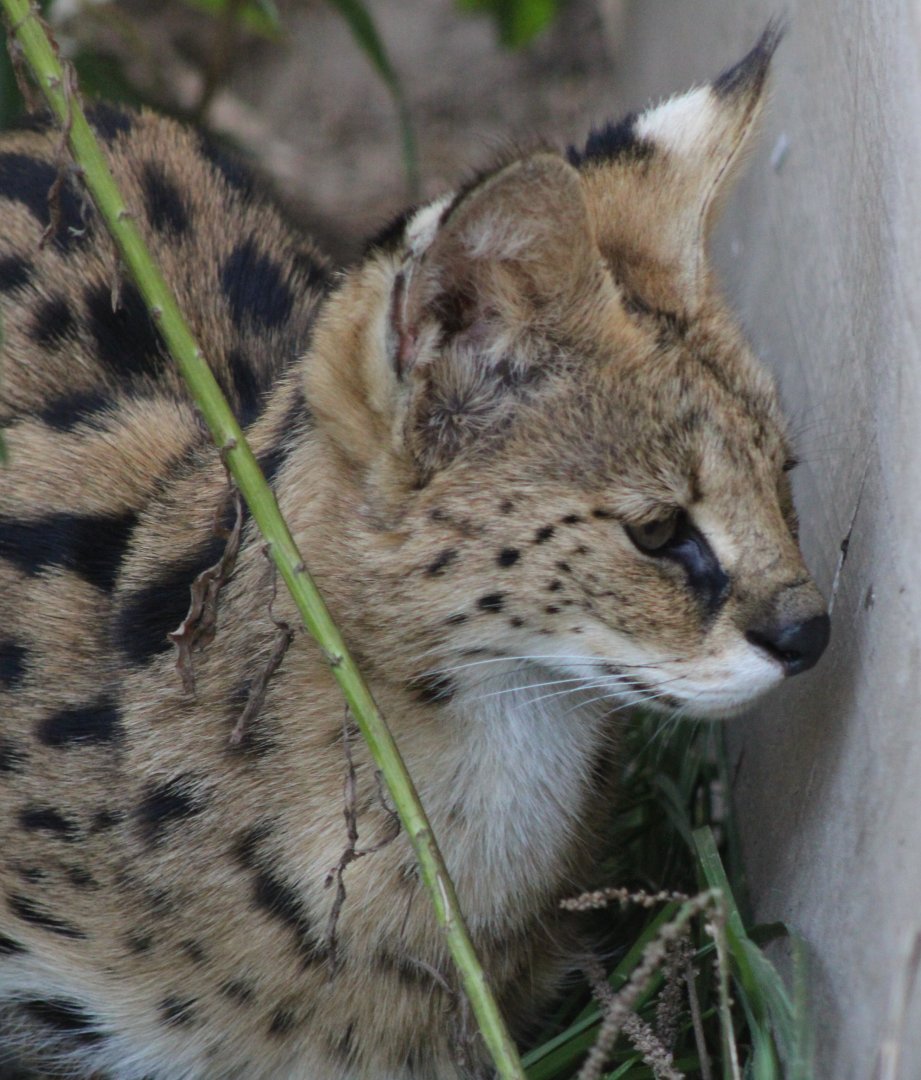 Serval