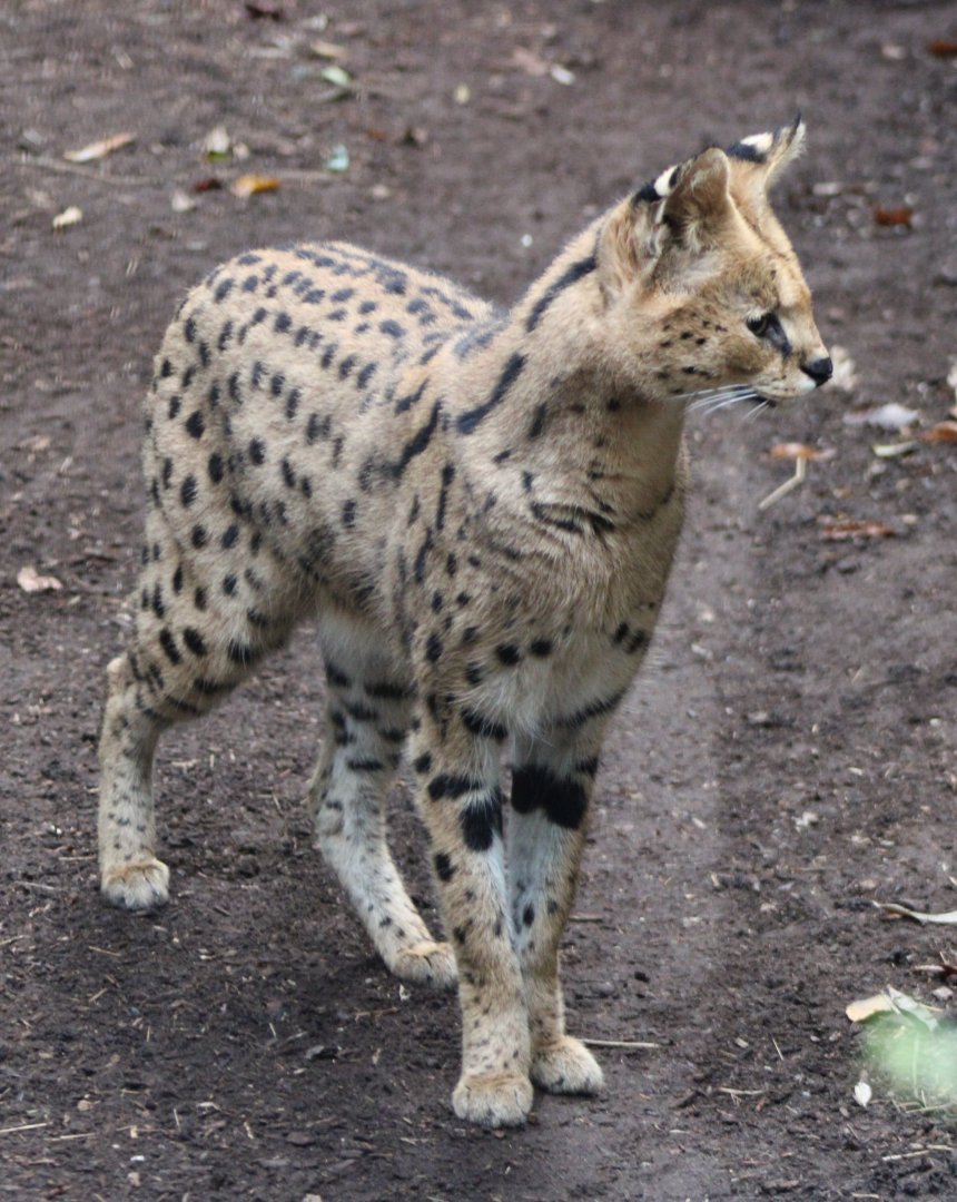 Serval