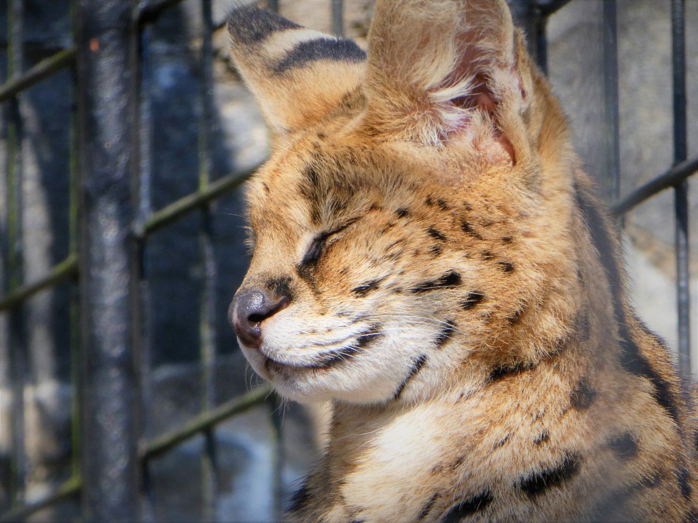 Serval