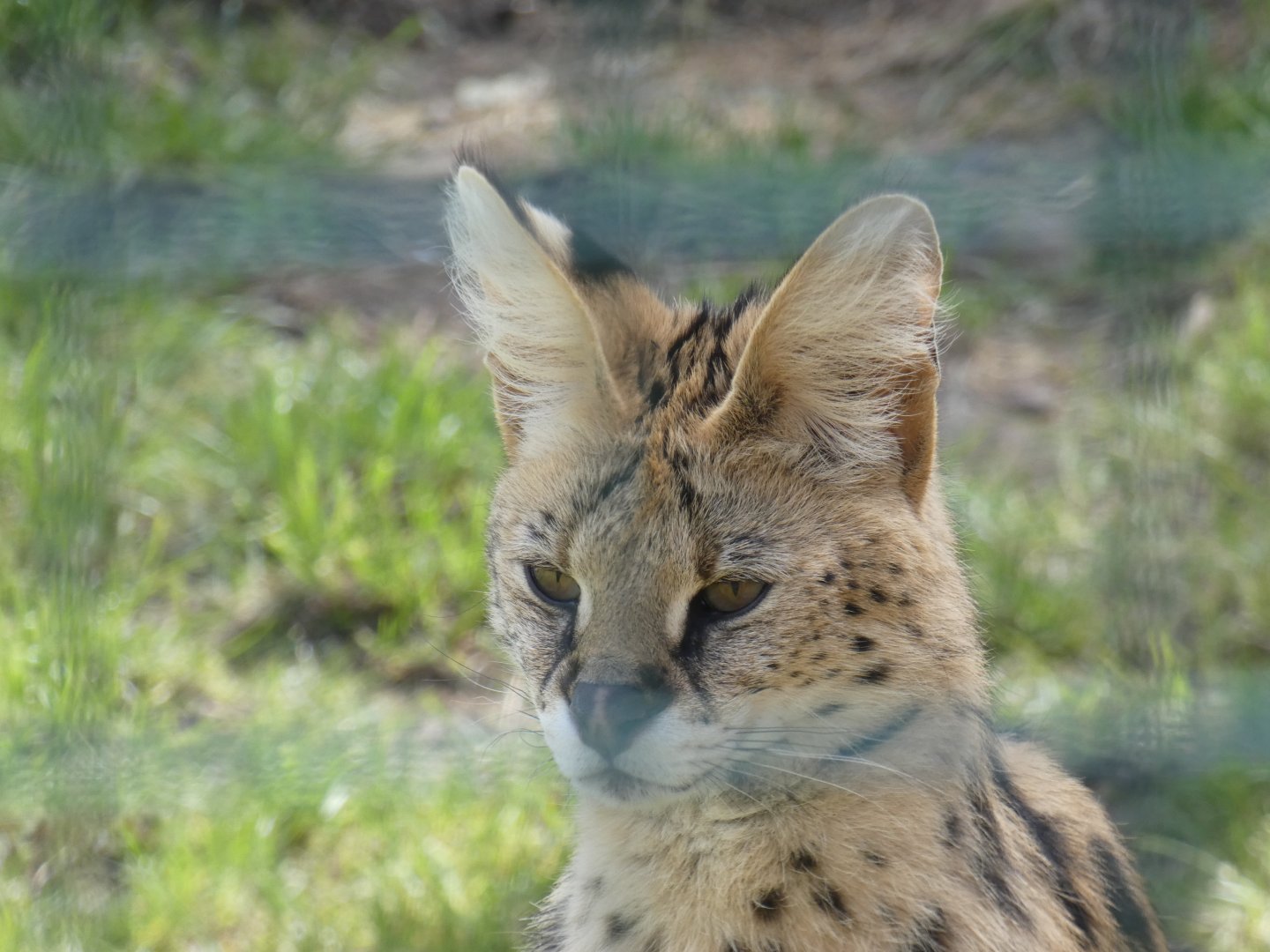 Serval