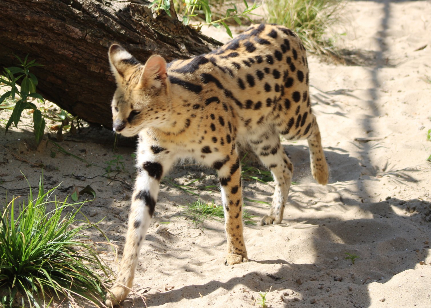 Serval