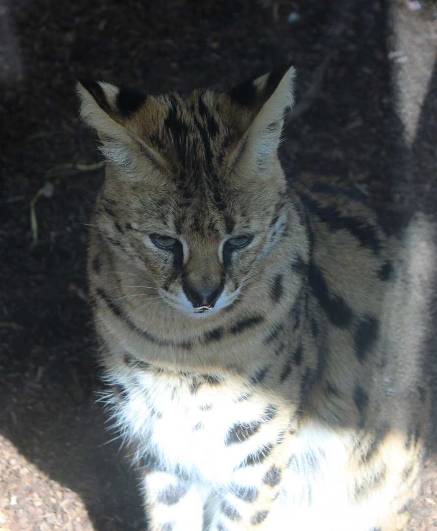 Serval