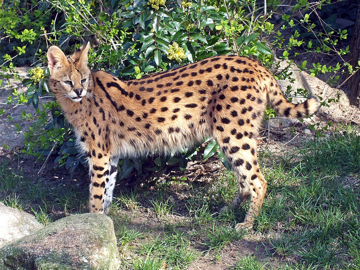 Serval