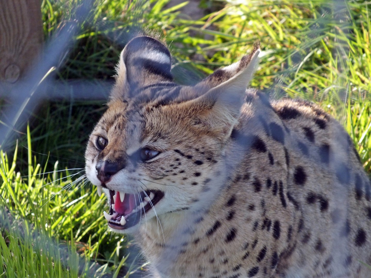 Serval