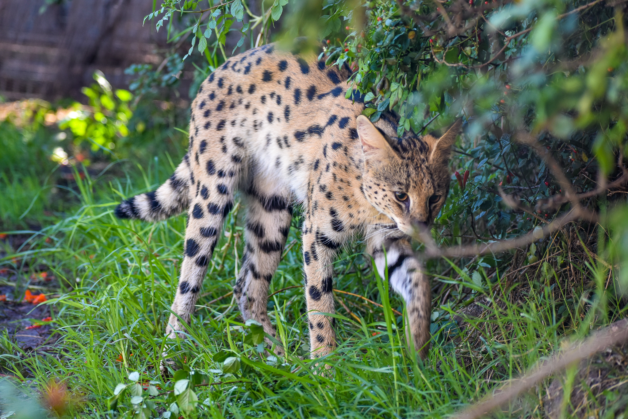 Serval