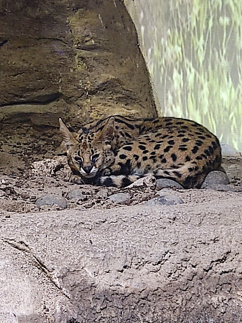 Serval