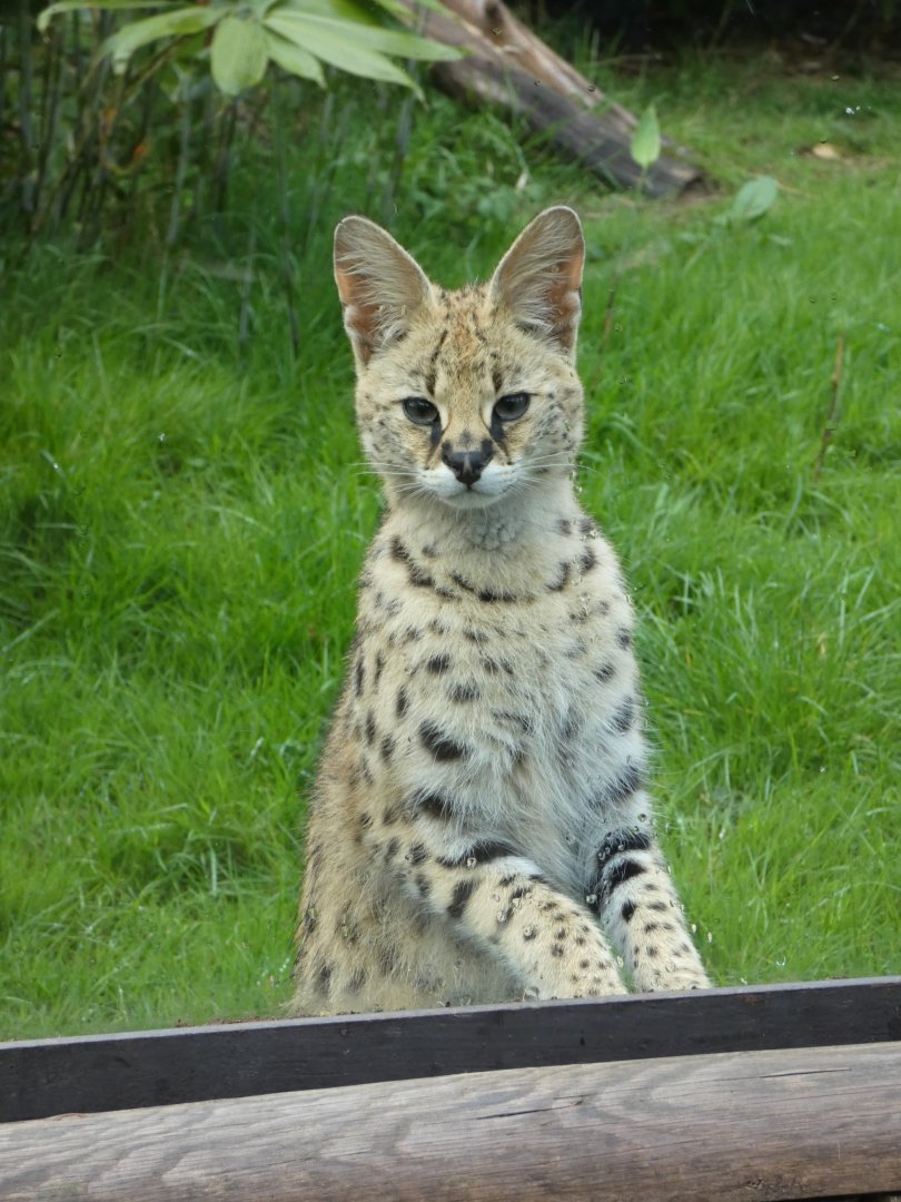 Serval