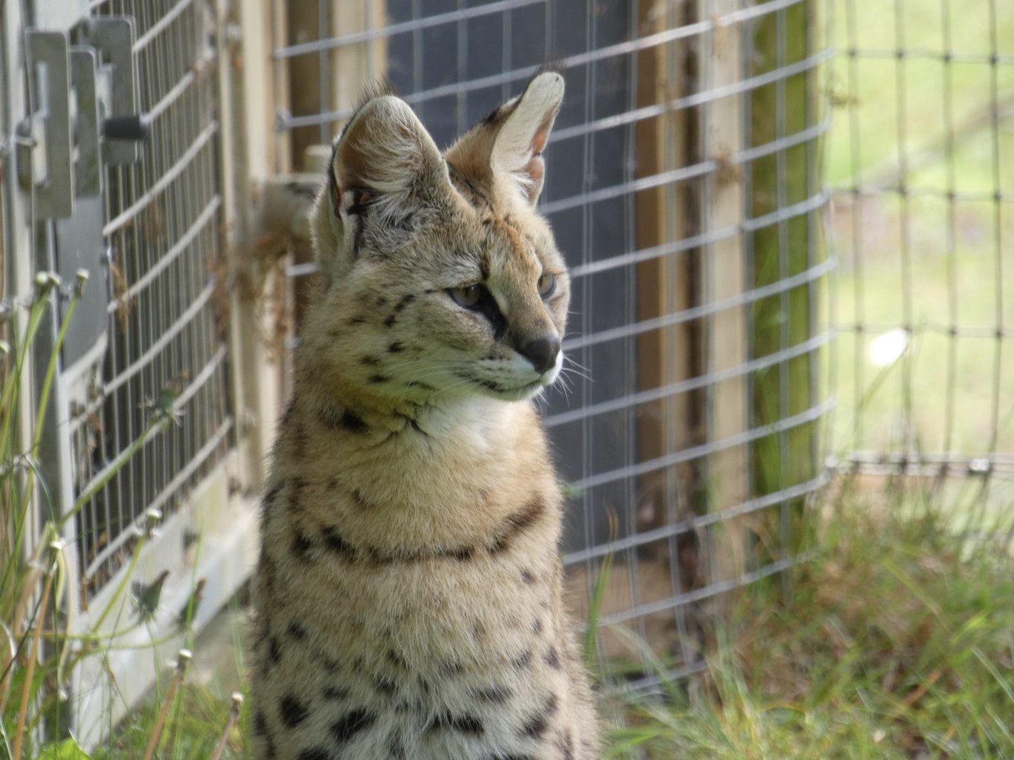 Serval