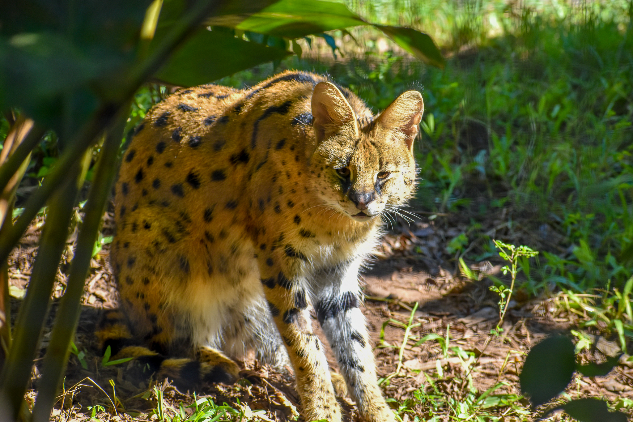 Serval