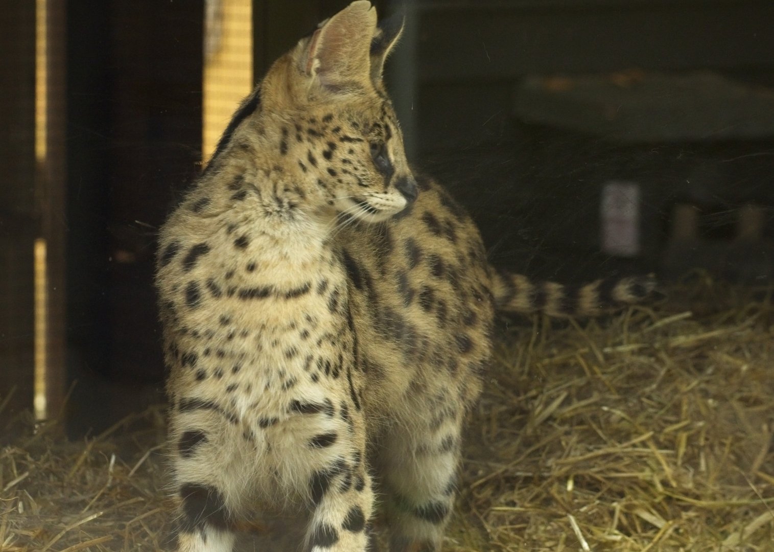 Serval