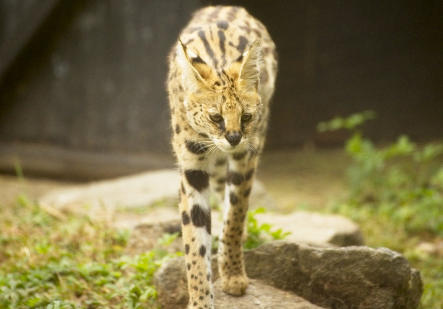 Serval