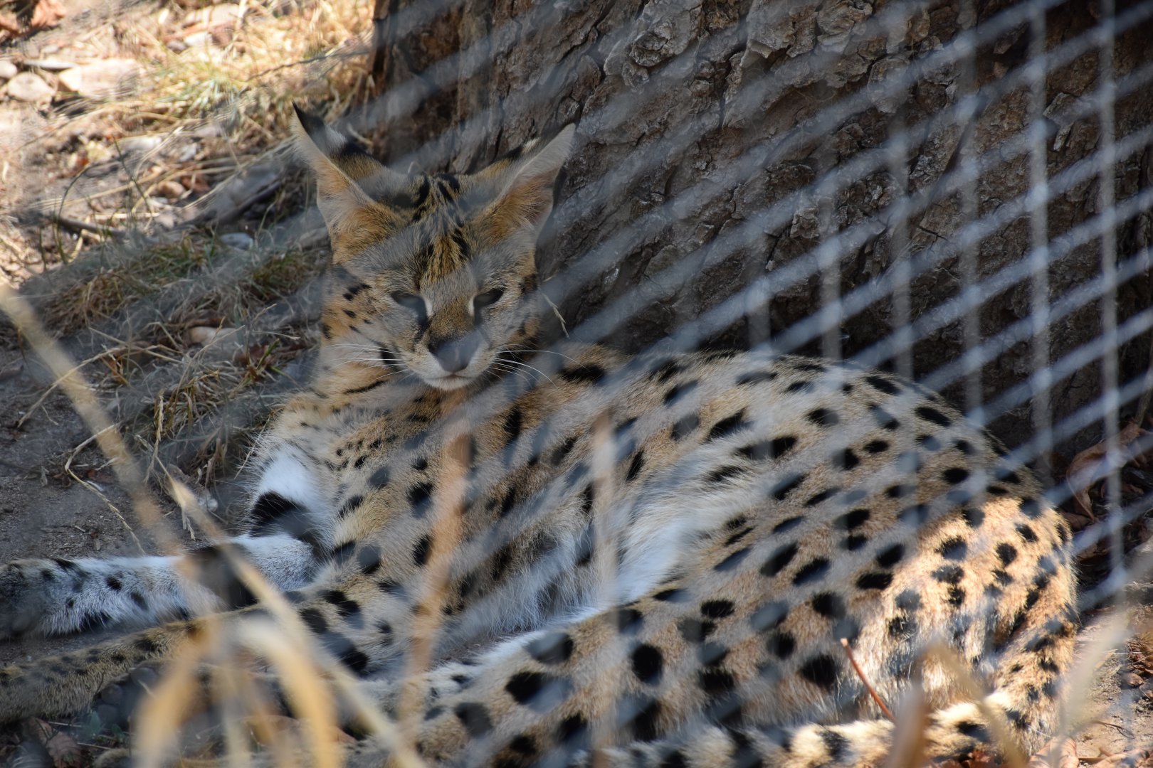 Serval