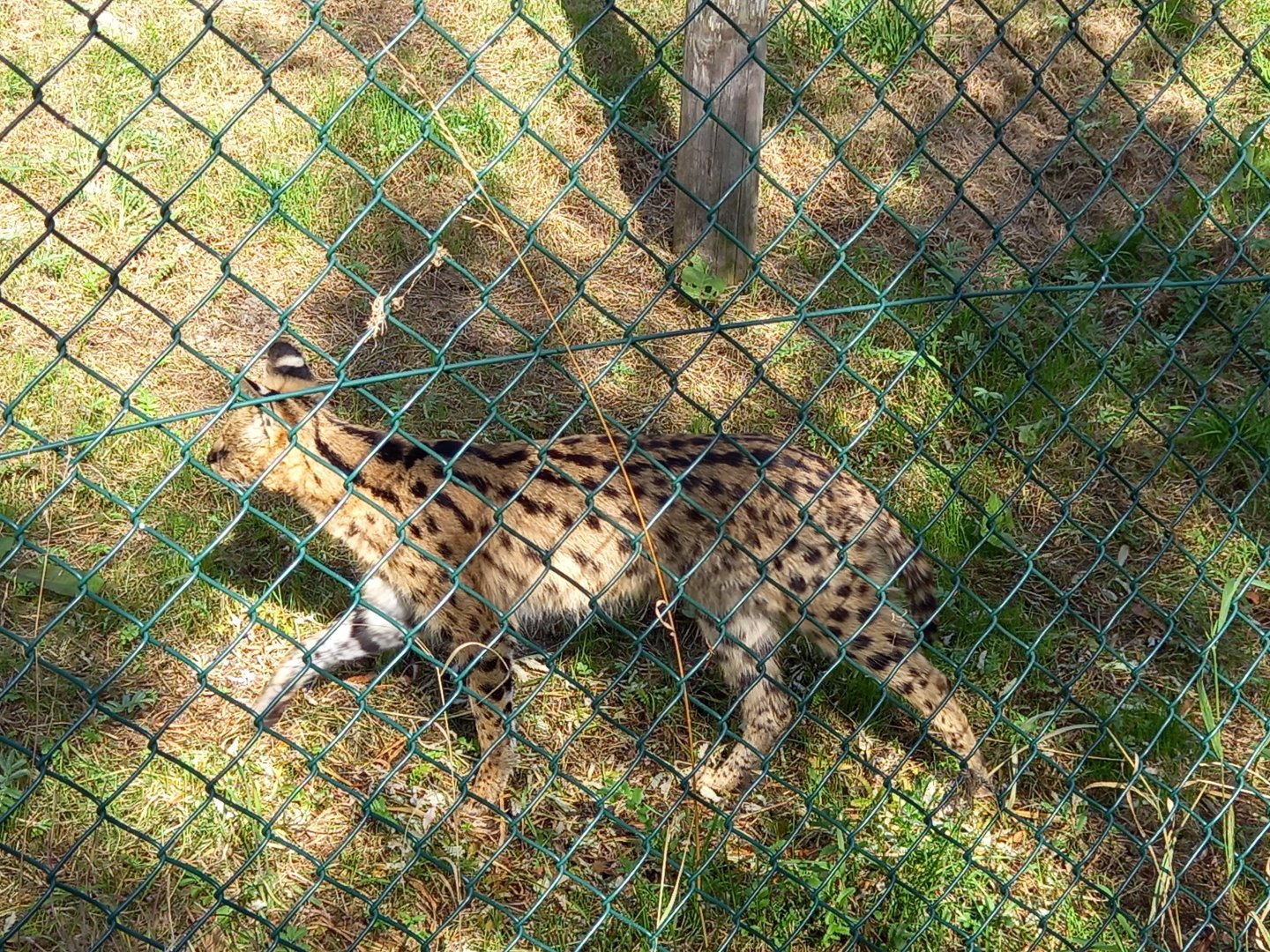 Serval