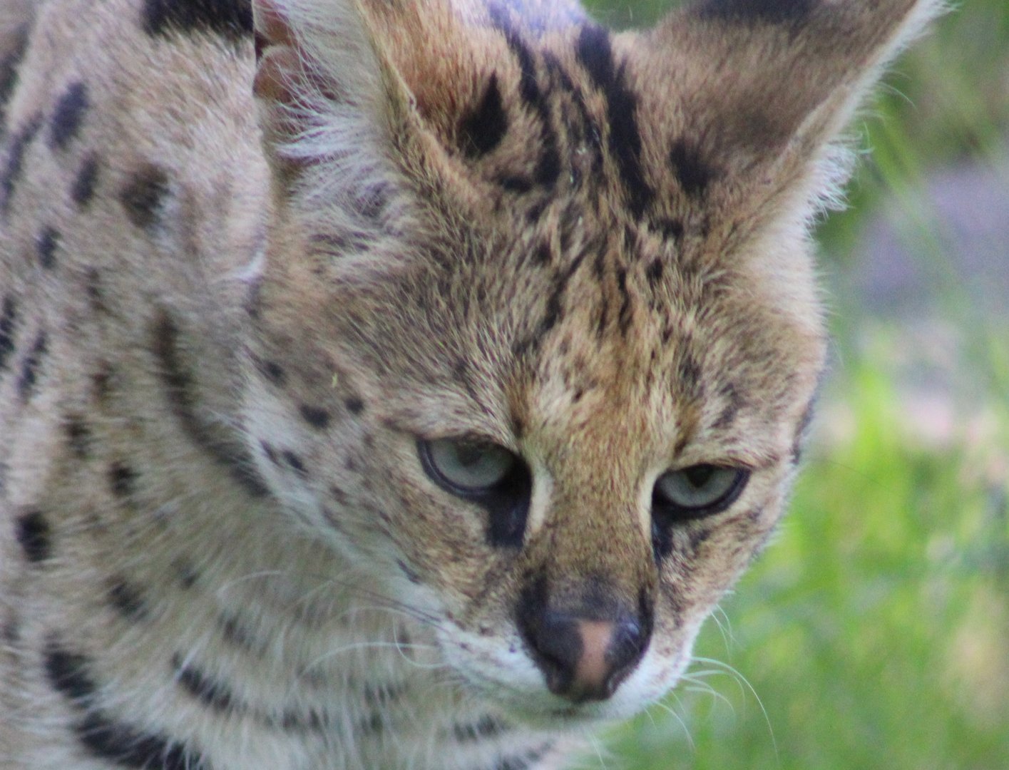 Serval