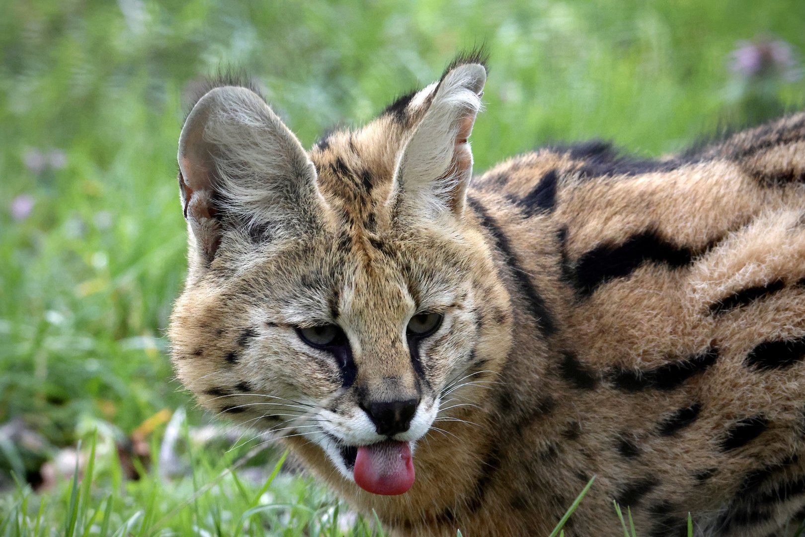 Serval